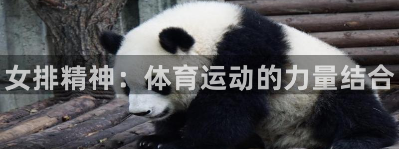 杏宇包怎么样：女排精神：体育运动的力量结合